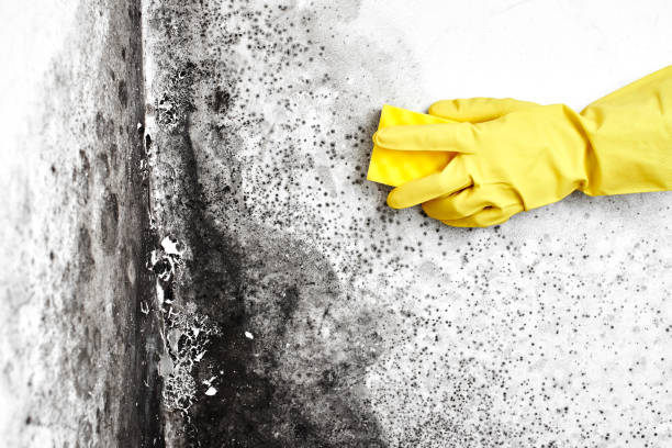 Best Air Quality Testing for Mold Spores  in Woodfin, NC