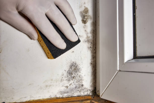 Best Real Estate Mold Inspection  in Woodfin, NC
